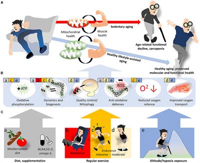 A mito-centric view on muscle aging and function